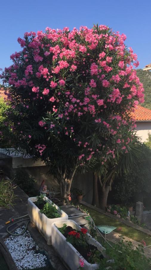 Beautiful Apartment With Garden Amélie-les-Bains-Palalda Exterior foto